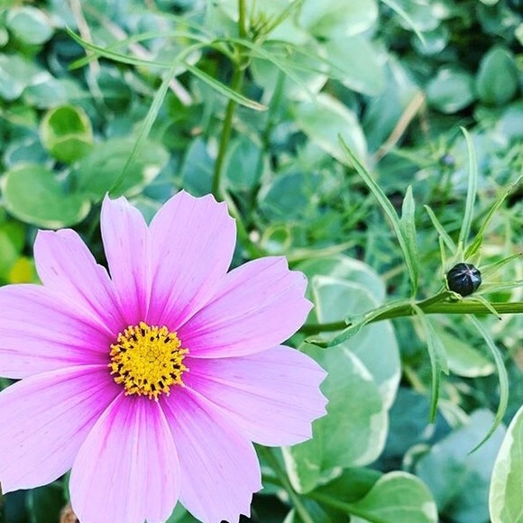 LIKE THIS + BOOKMARK MY CLOSET 🖤 - Picture 2 of 10